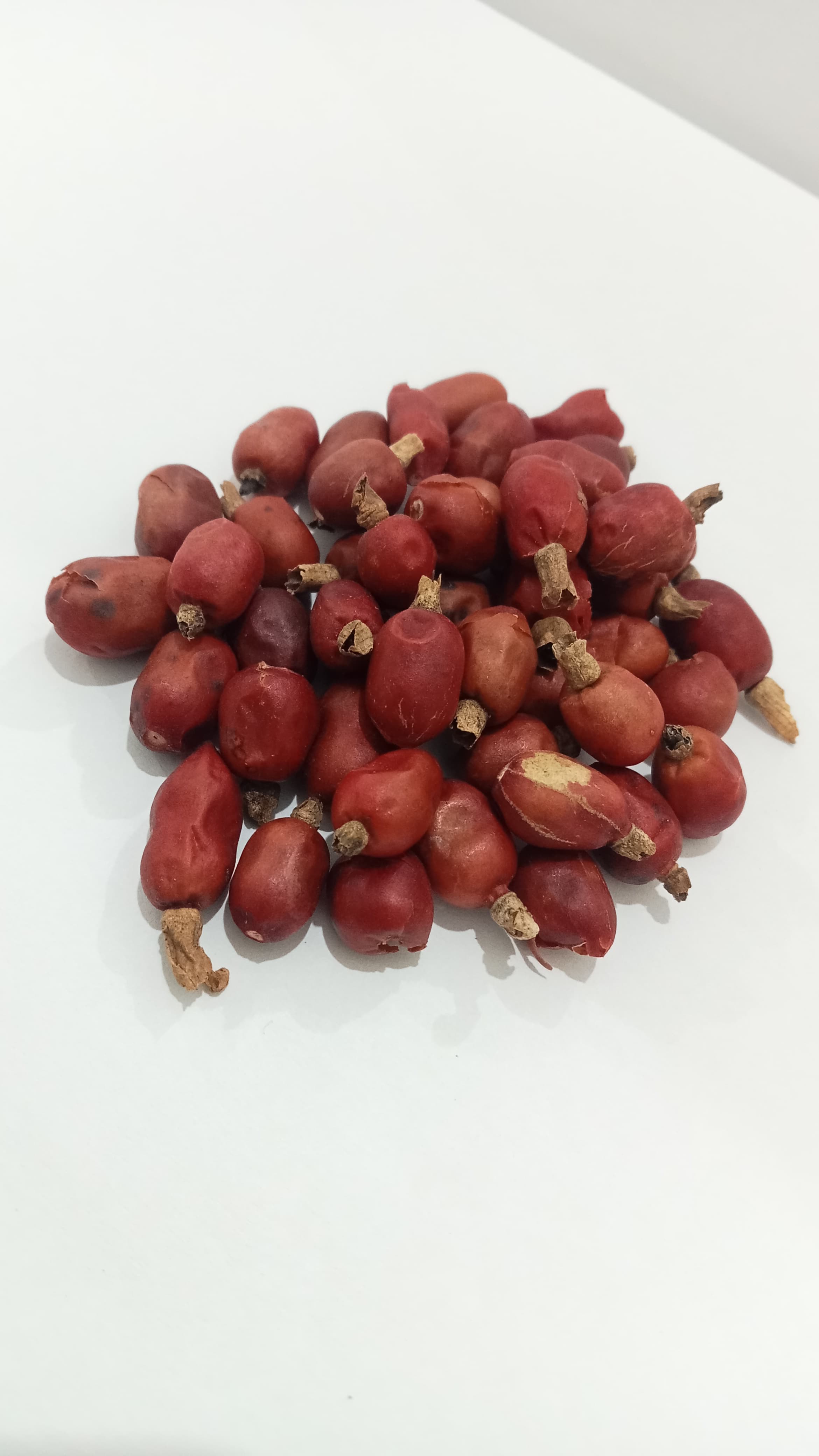 ALPINIA GALANGAL SEED